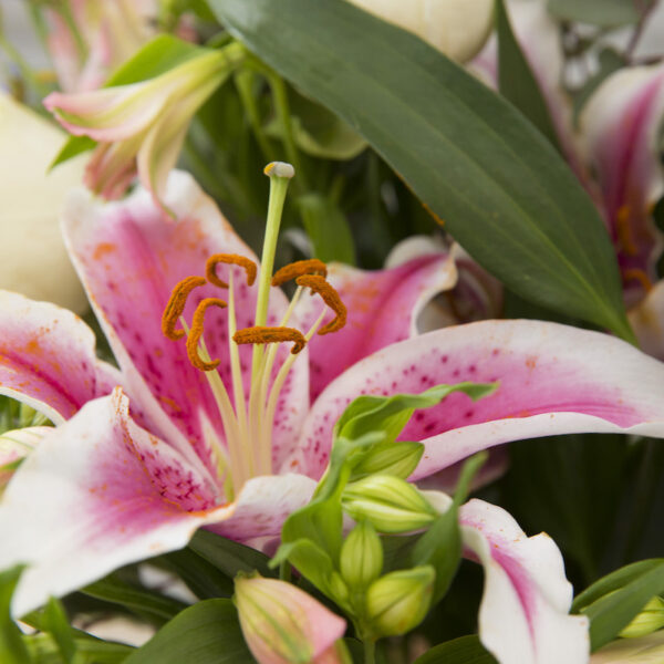 Bella Rosa Flowers - Online Shop Hilton - KZN Midlands - Florist - Flowers Arrangements