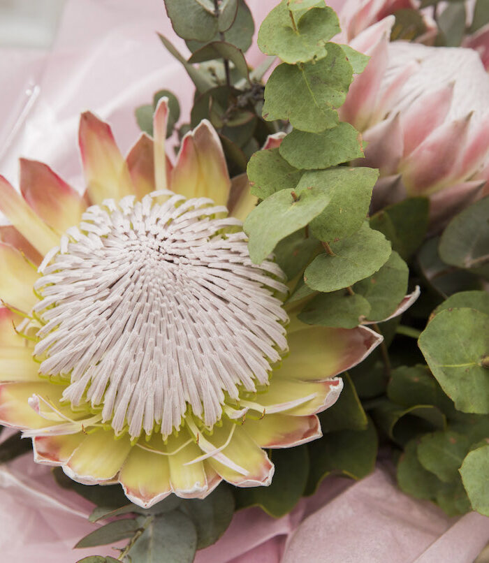 Bella Rosa Flowers - Online Shop Hilton - KZN Midlands - Florist - Flowers Arrangements
