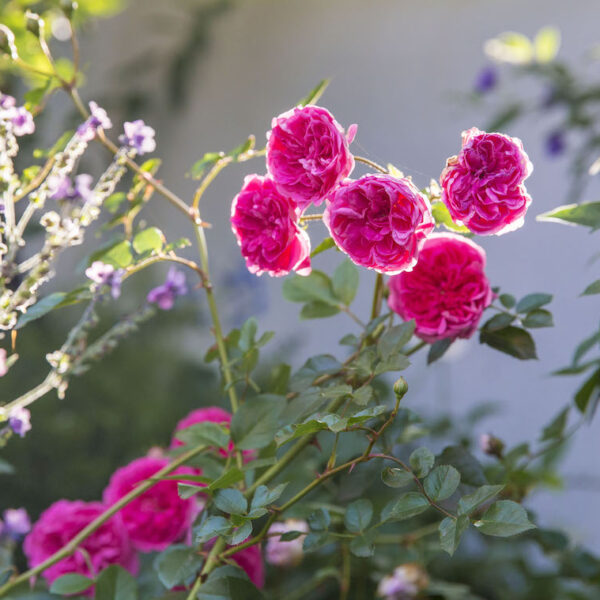 Bella Rosa Flowers - Online Shop Hilton - KZN Midlands - Florist - Flowers Arrangements