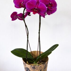 Luxury Orchid