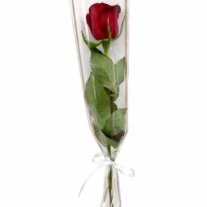 Single Rose